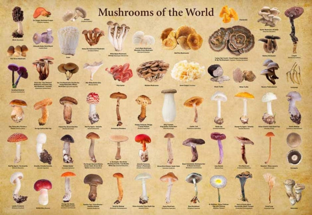 Mushrooms of the World - 1000 Piece Jigsaw Puzzle : for Adults and Families - Finished Puzzle Size 29 x 20 inch (74 x 51 cm); A3 Sized Poster-9780804856768