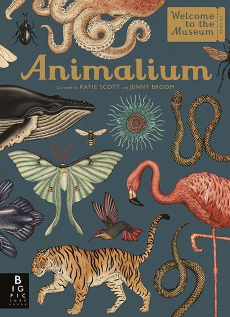 Animalium-9781787411647